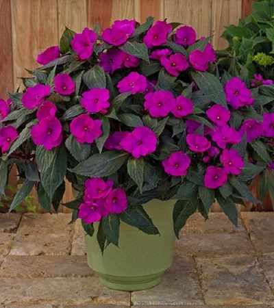 New Guinea Impatiens SunPatiens® Compact Purple